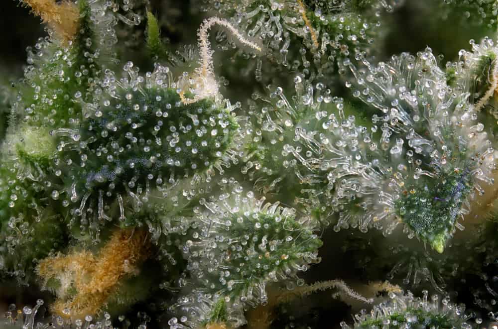 macro detail of cannabis terpenes