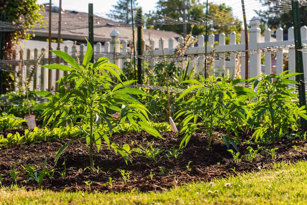 grow marijuana outside