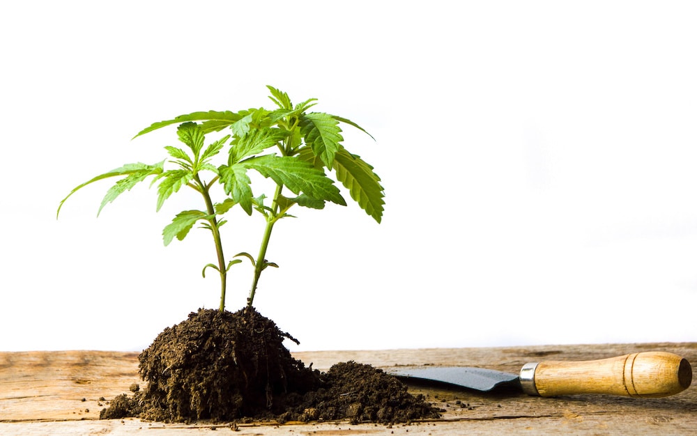 Marijuana plant growing from the ground