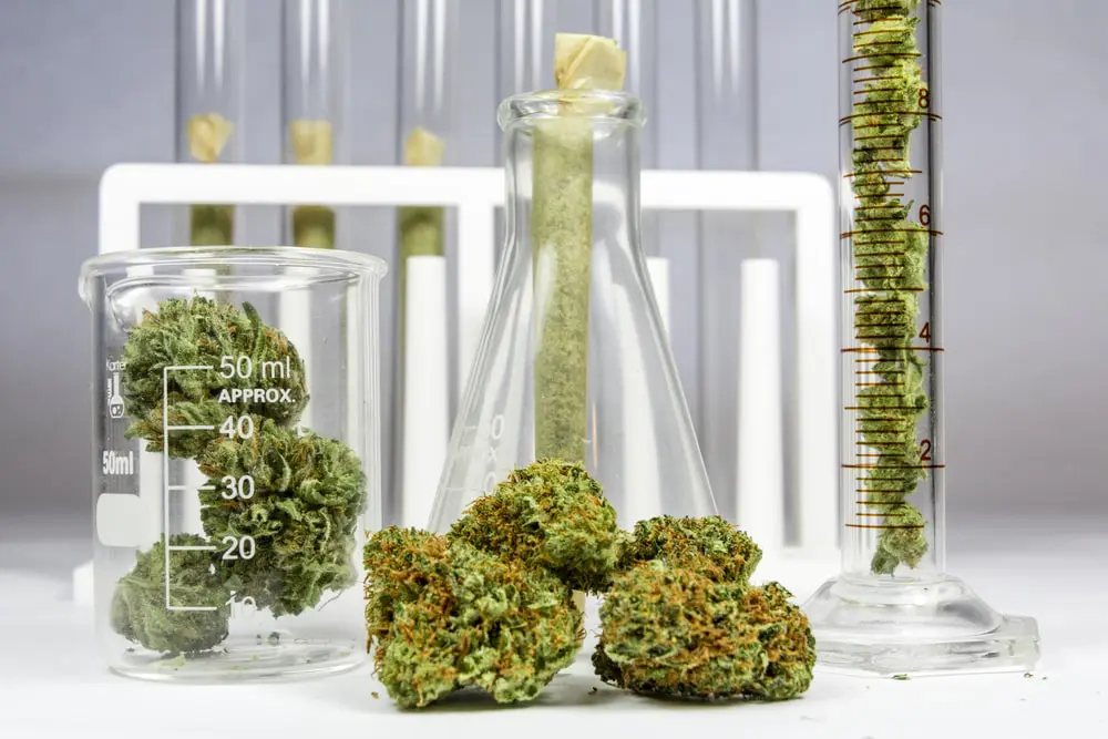 How long does marijuana stay in your system
