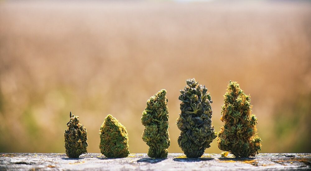 5 most popular strains of cannabis in Barcelona for 2020 photo