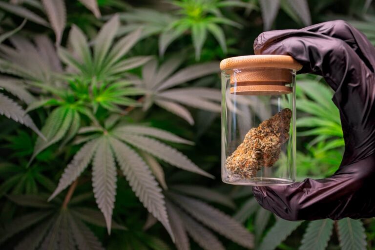 Europe Embraces Medical Cannabis